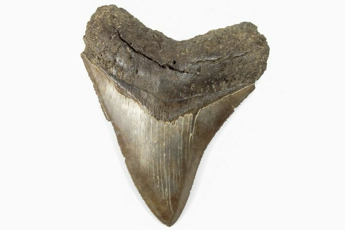Serrated, Fossil Megalodon Tooth - Razor Sharp #202562